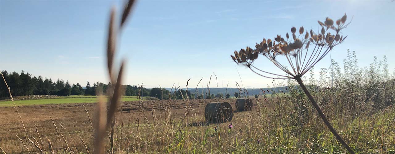 Seiten-Header Feld mit Heuballen
